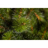Триумф ель TRIUMPH TREE, Лесная красавица, 200 см, зеленая 72104